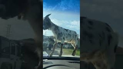 Goat Herd Keeps Car From Leaving