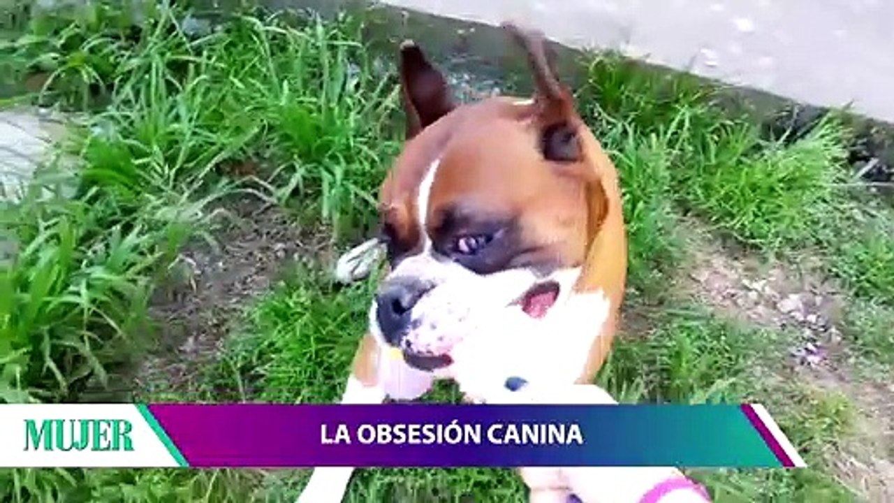 La obsesión canina | Mujer - Nex Panamá