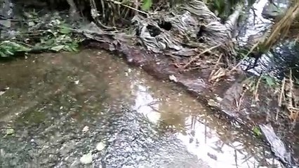 Colector 3 árboles zamora