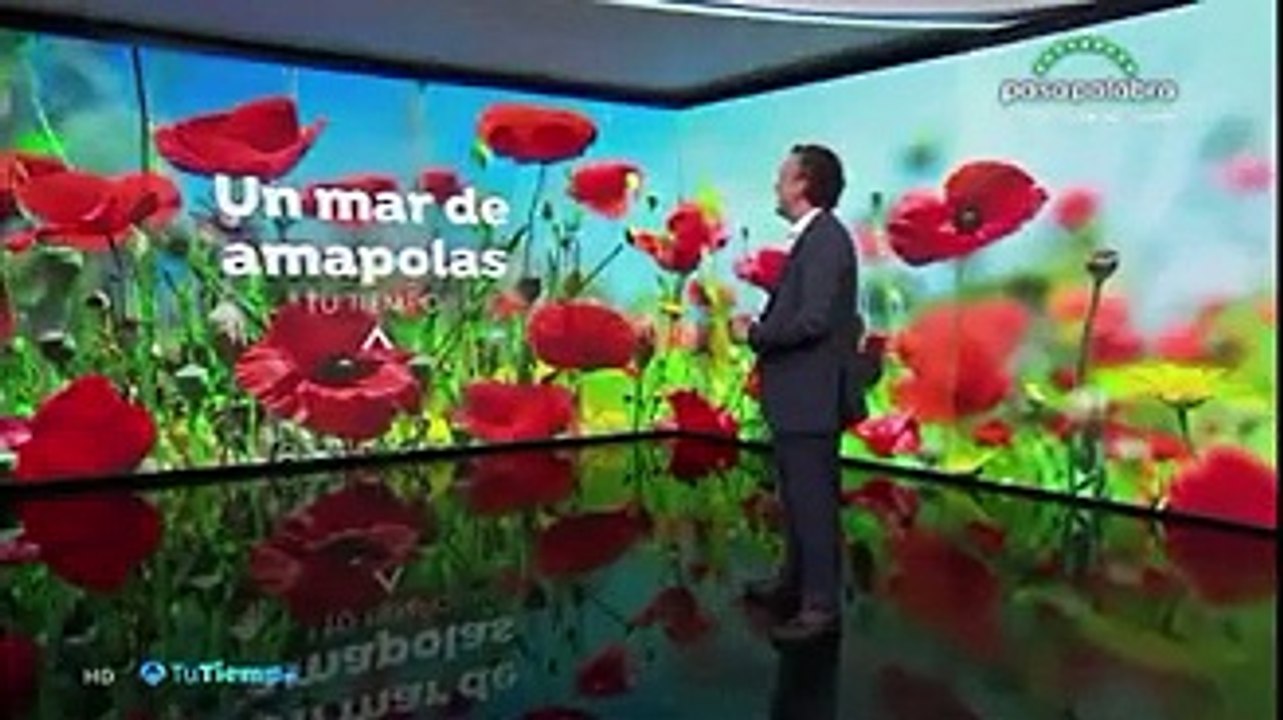 Zamora el tiempo antena 3 campo de amapolas