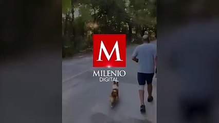 Captan a oso en zona residencial de San Pedro Garza García, Nuevo León