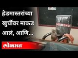 माकडाला आवडली मुख्याध्यापकांची खुर्ची Video Viral |Monkey occupies school principal’s chair |Gwalior