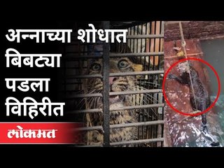 अन्नाच्या शोधात बिबट्या पडला विहिरीत | Leopard Rescue operation | Sindhudurg | Konkan | Maharashtra