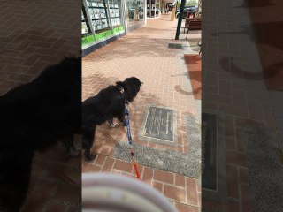 Statue Makes Dog Suspicious