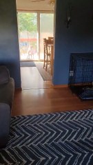 Jumping Boxer Hops High