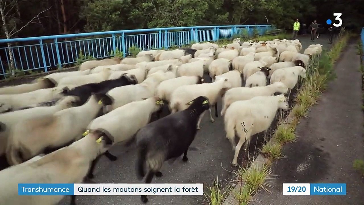 Transhumance : en Ile-de-France, les brebis soignent les champs et forêts