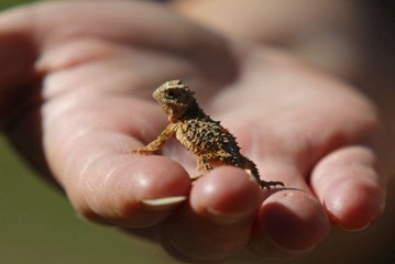 Fort Worth Zoo Celebrates Release of 1,000th Texas Horned Lizard Into the Wild