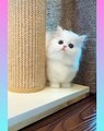 45_ Cute and Funny Cat Videos Compilation _- short ( 1080 X 864 )