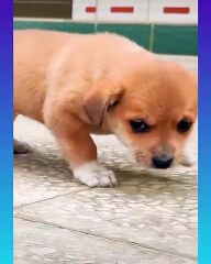 73_ Cute and Funny Dog Videos Compilation,_dog2__dog2_ _- short ( 1080 X 864 )