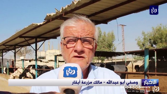 أسعار الأعلاف والاستيراد.. مشاكل تثقل كاهل مربي الأبقار في الزرقاء