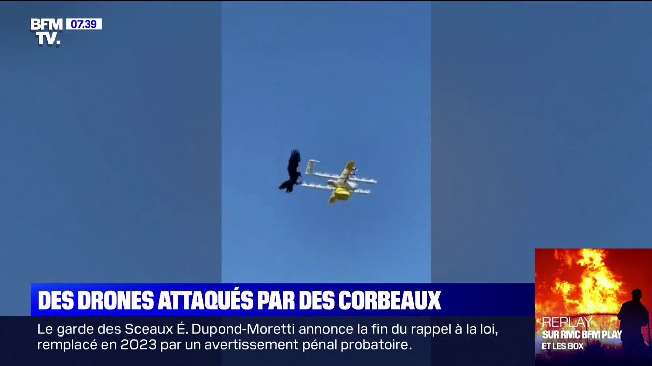 En Australie, des drones se font attaquer par des corbeaux