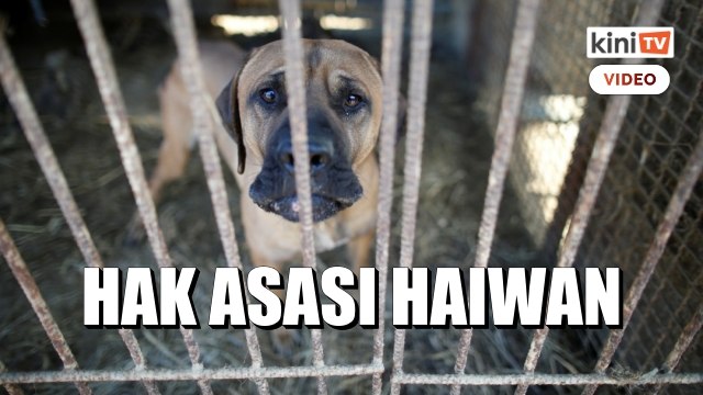 Korea Selatan akan larang makan daging anjing