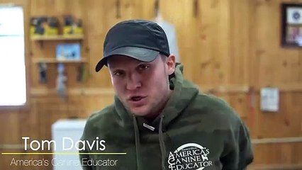 Dog training loose lead walking