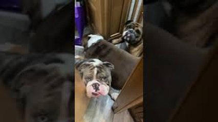 Pack of Bulldogs Waiting for Mom to get out of the Shower