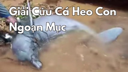 The poor baby dolphin got lost and drifted ashore | BeBuk