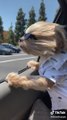 Dog Wears Sunglasses And Enjoys Car Ride While Putting Their Head Out Of Window