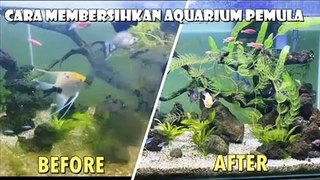 Dijamin langsung bersih,Cara membersihkan aquarium yang berkerak