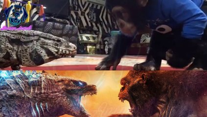 Godzilla vs Kong in real life | Kong vs Godzilla funny video make you laugh | Funny video
