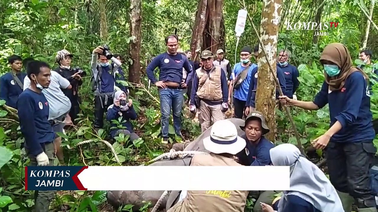 Anak Gajah Mendapatkan Perhatian Khusus