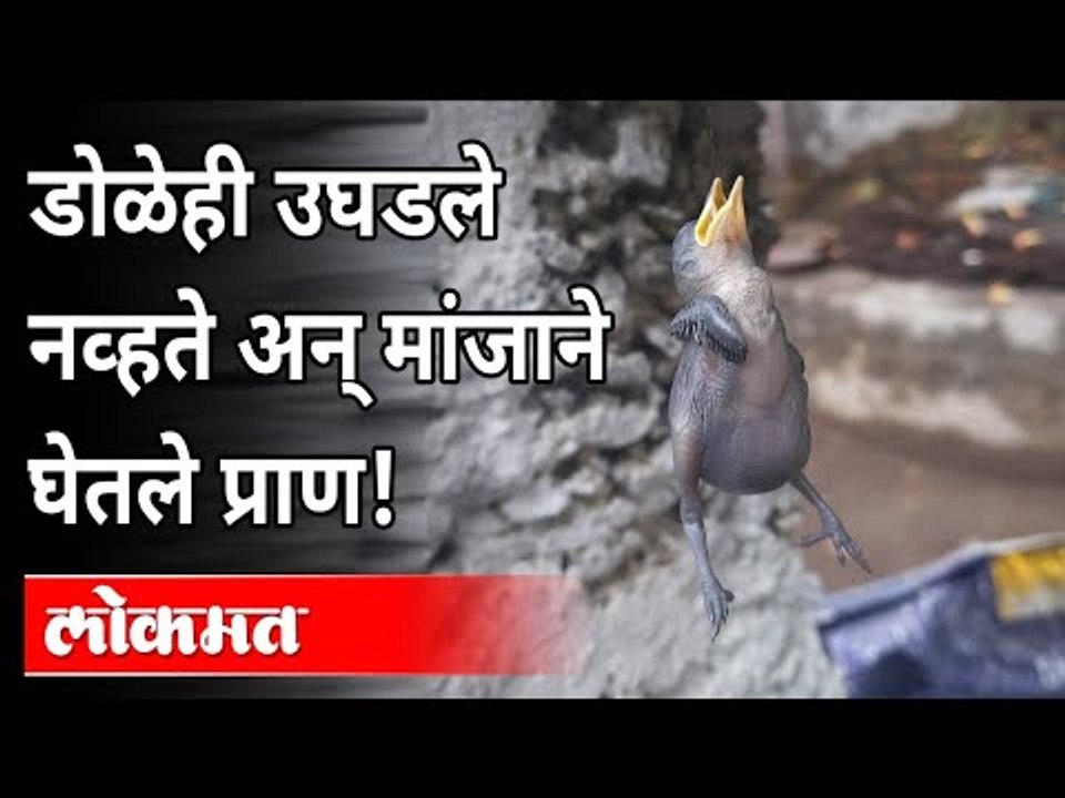 डोळेही उघडले नव्हते अन् मांजाने घेतले प्राण | Bird Death Due to Manja | Amravati | Maharashtra News