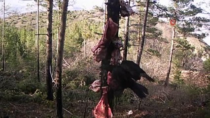 Erzurum'un yaban hayatını ormana kurduğu fotokapanla görüntüledi