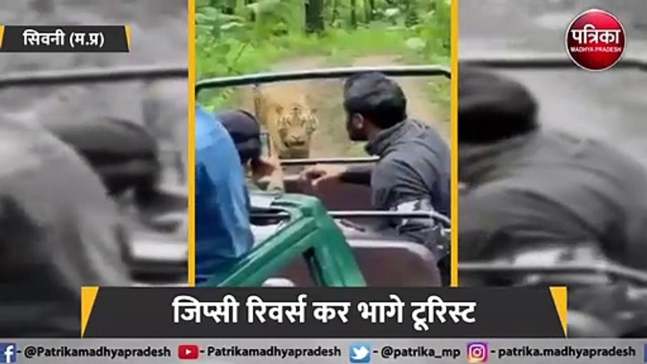 टूरिस्टों पर झपटा टाइगर, गुर्राते हुए गाड़ी पर पंजा मारा