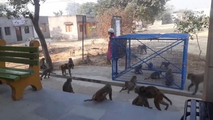 Monkey catchers in India - How they catch over populated monkeys