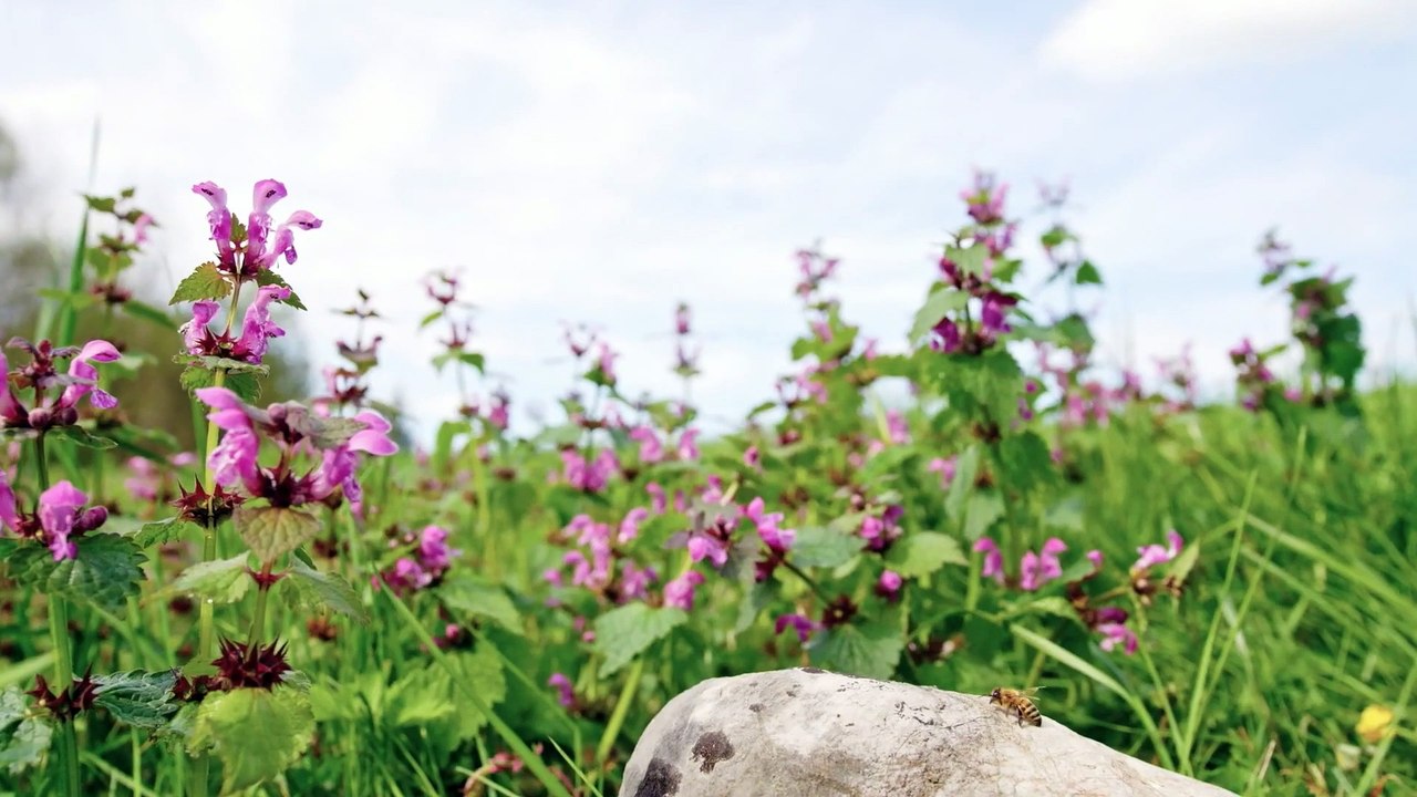 Tagebuch Einer Biene - Trailer (Deutsch) HD