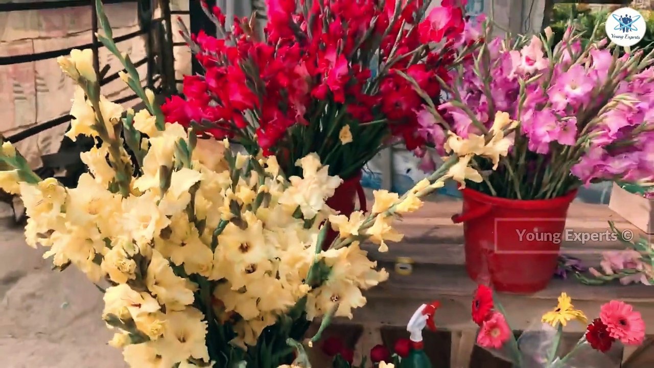 A quick tour to Godhkhali flower garden || YoungExperts