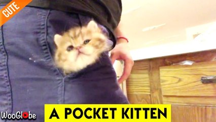 'SUPER ADORABLE Kitten Loves Staying in her Owner's Pocket'