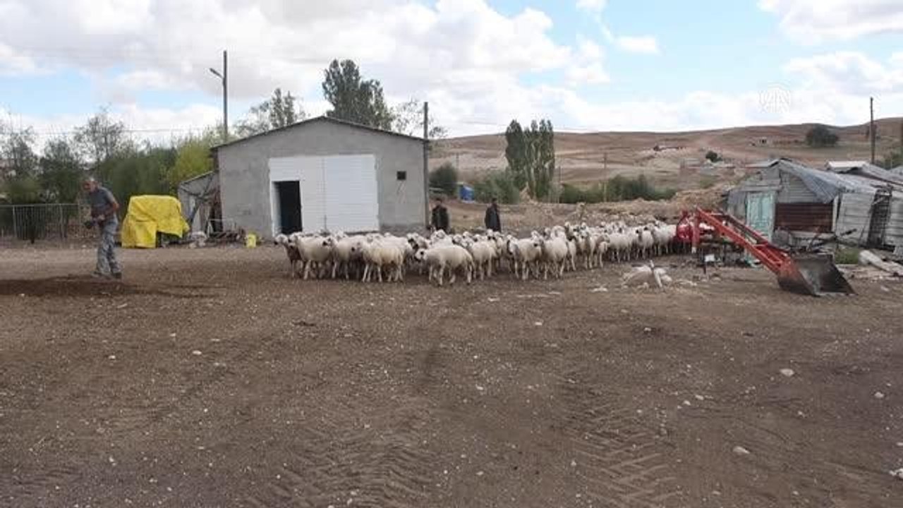 Sivaslı besici devlet desteğiyle hayvan sayısını bir yılda ikiye katladı