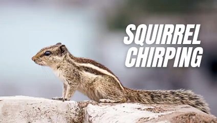 Indian Squirrel Chirping Sound Effect - Squirrel Sound