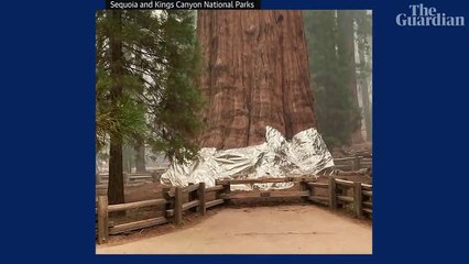 مع اقتراب حريق كاليفورنيا.. شاهد أكبر شجرة في العالم ملفوفة بغلاف مقاوم للحريق