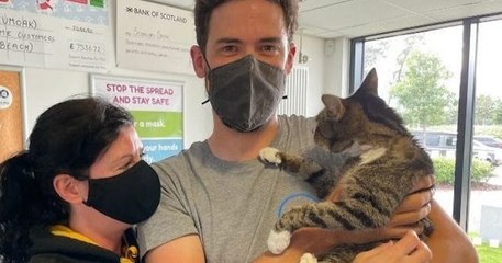 Écosse : ils retrouvent leur chat disparu dix ans plus tôt