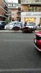 CINGHIALI TRA LE STRADE DI ROMA