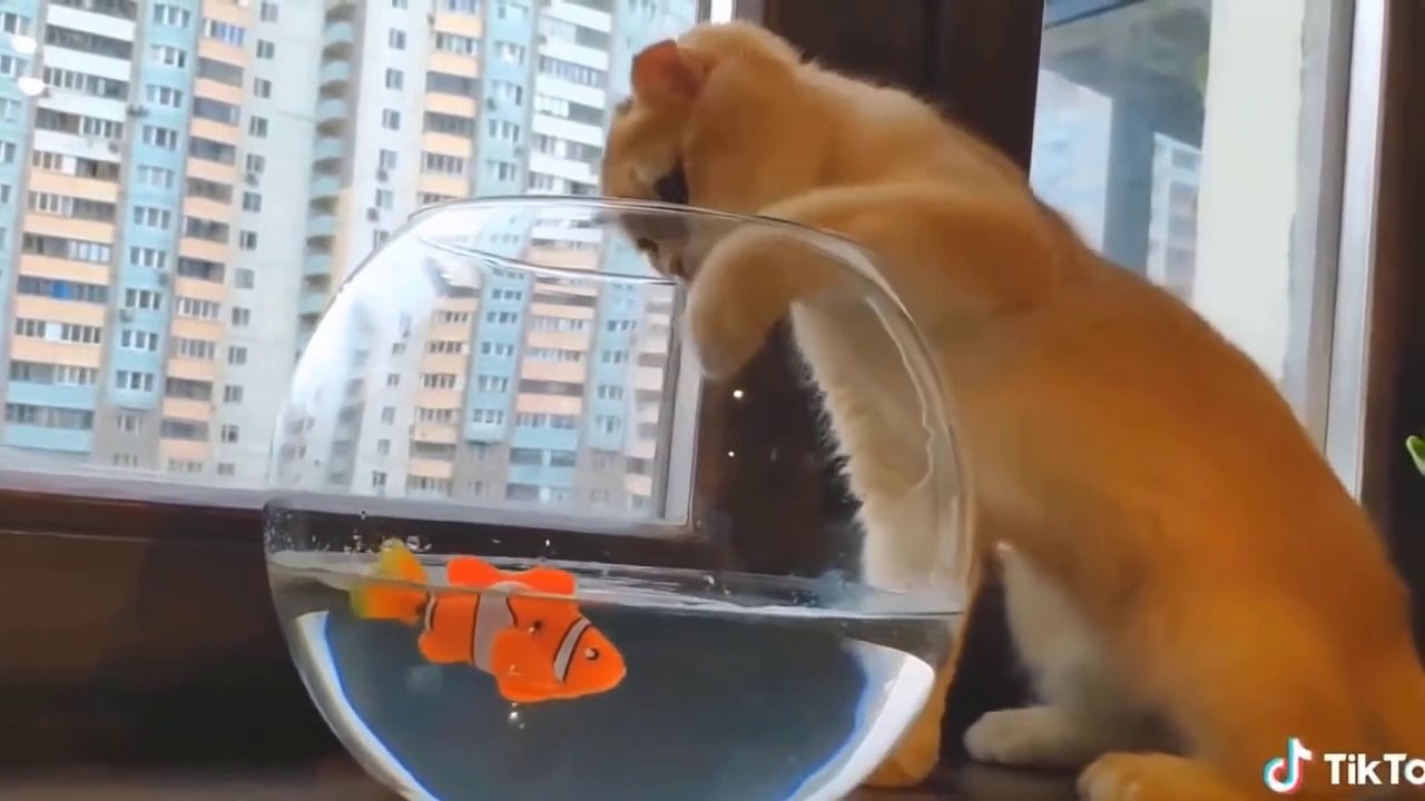Funniest and  cutest Animals  Best Of The Funny Animals