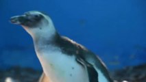 Devuelven al mar en Argentina a catorce pingúinos de Magallanes