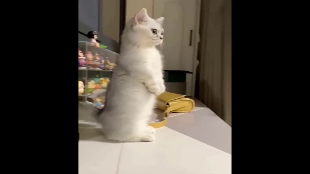 Funniest Cat Videos That Will Make You Laugh   Funny Cats