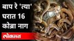 बाप रे 'त्या' घरात 16 कोब्रा नाग  | Cobra Snake Rescue in Nagpur | Nagpur News