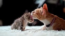 Cats play with her kitten القطط تلعب مع قطتها الصغيرة #cat #cats #animal #animals