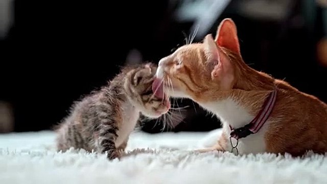Cats play with her kitten القطط تلعب مع قطتها الصغيرة #cat #cats #animal #animals