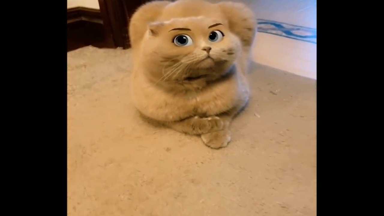 cats videos compilation,Funniest Cat Videos That Will Make You Laugh