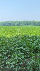 Border Collie Bounds Through Tall Crops