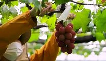 Japanese grapes are some of the most expensive grapes in the world. In 2020, one bunch sold for $12,000.