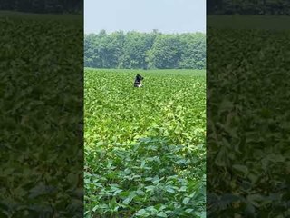 Border Collie Bounds Through Tall Crops