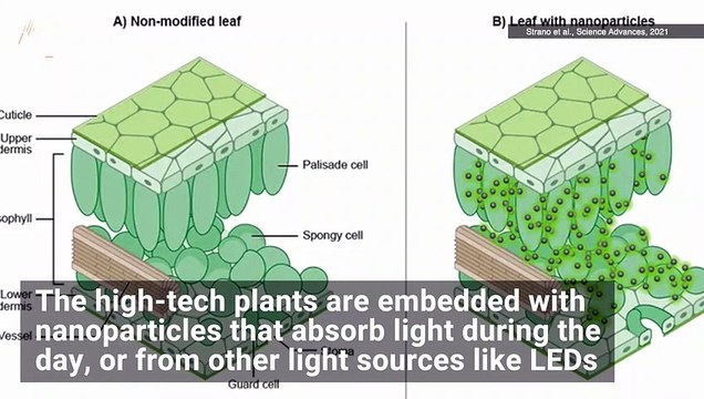 MIT Researchers Develop Glow-In-the-Dark Plants