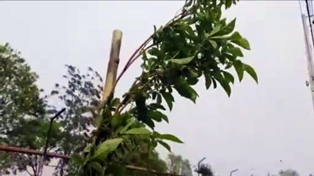 No Dia da Árvore, AMIC realiza o plantio de Ipês amarelos em frente à sede da instituição