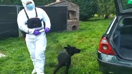 Zenna: un chien renifleur spécialisé dans les affaires de mœurs (Vincent Van Quickenborne)