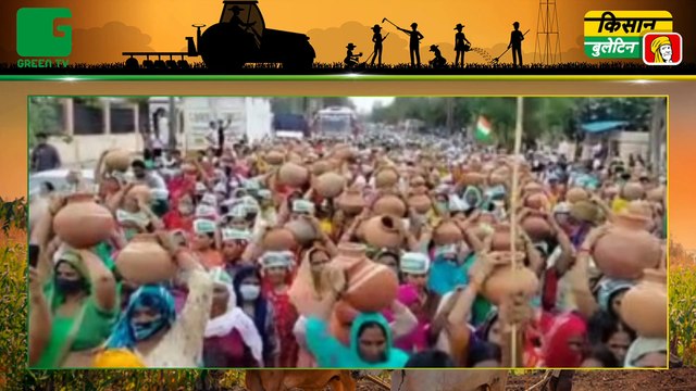 These three new varieties of wheat will make farmers rich, farmers will not have to spray pesticides || Agri News Bulletin || Green TV