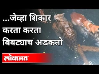 कुत्र्याची शिकार बिबट्याला महागात पडली | leopard Rescue in Amravati | Maharashtra News